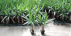 Irritec pianta yucca usato  Spedito ovunque in Italia 