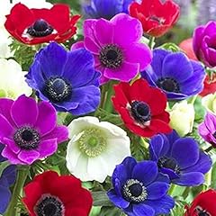Anemone caen flower for sale  Delivered anywhere in USA 