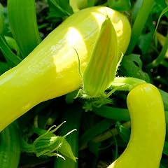 Live summer squash for sale  Delivered anywhere in USA 