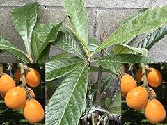 Sale grafted perennial for sale  Delivered anywhere in USA 