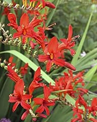 Perfect plants crocosmia for sale  Delivered anywhere in UK
