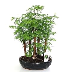 Bonsai forest mix for sale  Delivered anywhere in UK