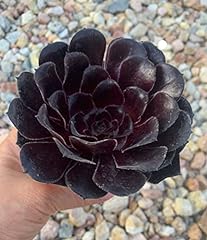 Rare succulent aeonium for sale  Delivered anywhere in USA 
