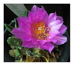 Ariocarpus scapharostrus leben gebraucht kaufen  Wird an jeden Ort in Deutschland