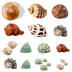 Seajiayi hermit crab for sale  Delivered anywhere in USA 