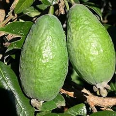 Guava tree live for sale  Delivered anywhere in USA 