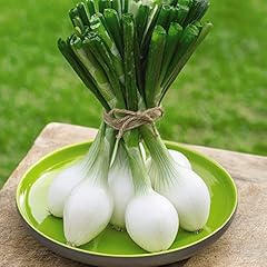 Spring onion white for sale  Delivered anywhere in UK