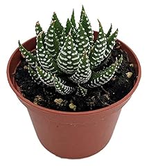 Super zebra plant for sale  Delivered anywhere in USA 