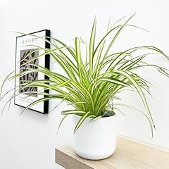 Spider plant approximately for sale  Delivered anywhere in UK