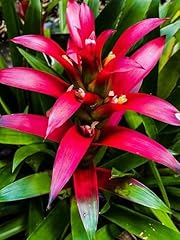 Botanical bromeliad 36x48 for sale  Delivered anywhere in USA 