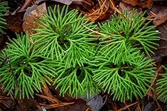 Running cedar plant for sale  Delivered anywhere in USA 