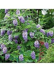 Wisteria climbing plant for sale  Delivered anywhere in Ireland