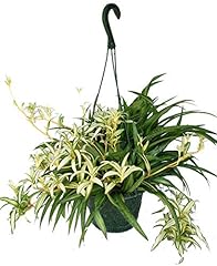 Hawaiian spider plant for sale  Delivered anywhere in USA 