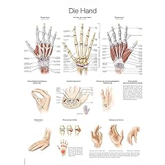 Lehrtafel hand 50x70cm gebraucht kaufen  Wird an jeden Ort in Deutschland