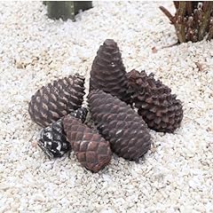 Heyfurni pine cones for sale  Delivered anywhere in USA 