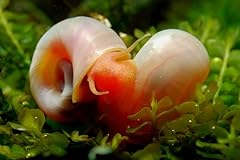 Rosa pinke posthornschnecke gebraucht kaufen  Wird an jeden Ort in Deutschland