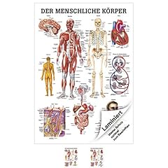 Rüdiger menschliche körper gebraucht kaufen  Wird an jeden Ort in Deutschland