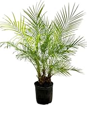 Pygmy date phoenix for sale  Delivered anywhere in USA 