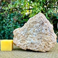 Jurassic coral fossils for sale  Delivered anywhere in UK