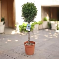 Carbeth plants leylandii for sale  Delivered anywhere in UK