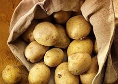 Seed potatoes maris for sale  Delivered anywhere in UK
