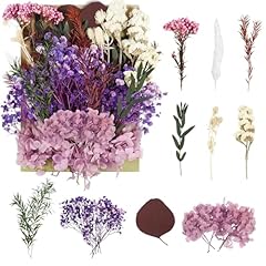 Rugbol dried purple for sale  Delivered anywhere in UK