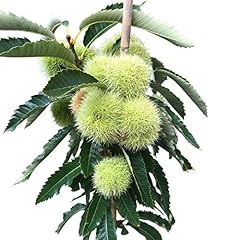Esskastanienbaum ecker selbstf gebraucht kaufen  Wird an jeden Ort in Deutschland