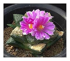 Ariocarpus kotschoubeyanus ele gebraucht kaufen  Wird an jeden Ort in Deutschland