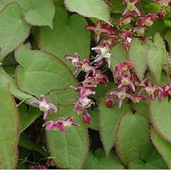 Fleur elfes epimedium d'occasion  Livré partout en France