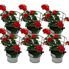 Geranien hängend pelargonium gebraucht kaufen  Wird an jeden Ort in Deutschland