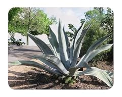 Agave americana century for sale  Delivered anywhere in USA 