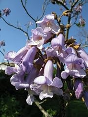 Seeds paulownia tomentosa for sale  Delivered anywhere in UK