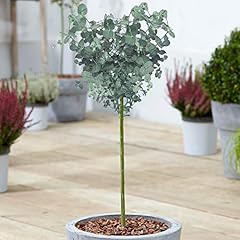 Eucalyptus gunnii tree for sale  Delivered anywhere in Ireland