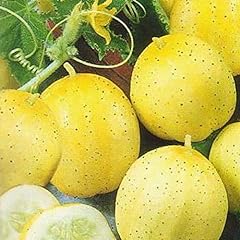 Cucumber lemon seeds for sale  Delivered anywhere in UK