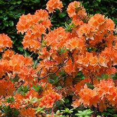 Garden azalea japonica for sale  Delivered anywhere in Ireland