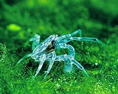 Garnelio microkrabbe limnopilo gebraucht kaufen  Wird an jeden Ort in Deutschland