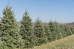 Fraiser fir tree for sale  Delivered anywhere in USA 
