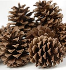 Ponderosa pine cone for sale  Delivered anywhere in USA 