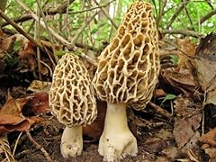Seeds4planting spores morel for sale  Delivered anywhere in USA 