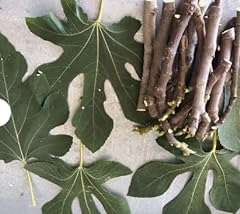 Fig tree cuttings for sale  Delivered anywhere in USA 