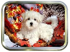 Teez westie puppy for sale  Delivered anywhere in UK