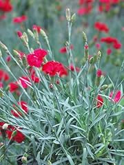 Perennial farm marketplace for sale  Delivered anywhere in USA 