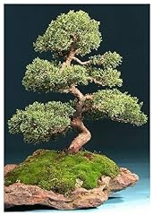 Tropica - Bonsai - ginepro cinese (Juniperus chinensis) - 30 semi usato  Spedito ovunque in Italia 