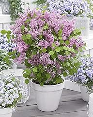 Suttons syringa meyeri for sale  Delivered anywhere in UK