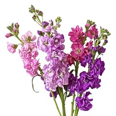 Stocks plants east for sale  Delivered anywhere in UK