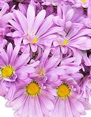 Farm2door bke daisies for sale  Delivered anywhere in USA 