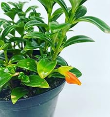 Goldfish plant adoarable for sale  Delivered anywhere in USA 