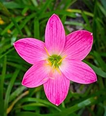 Votaniki zephyranthes grandifl for sale  Delivered anywhere in USA 