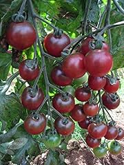 Viridis hortus tomato for sale  Delivered anywhere in UK