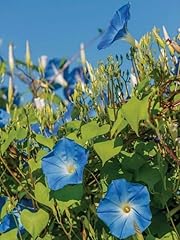 Ipomoea clark heavenly for sale  Delivered anywhere in UK